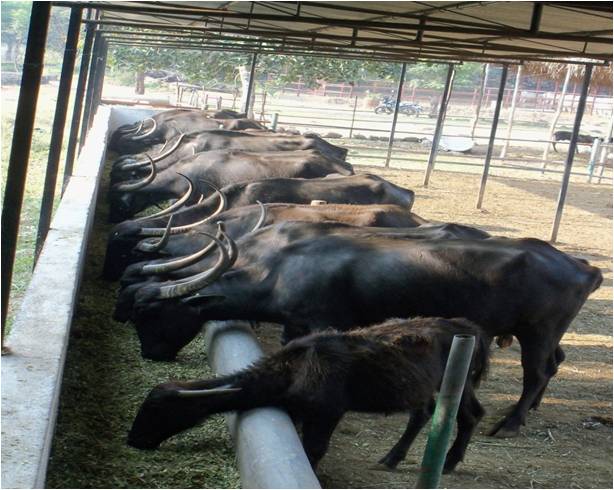 Pandharpuri buffalo Unit KNPVC 2